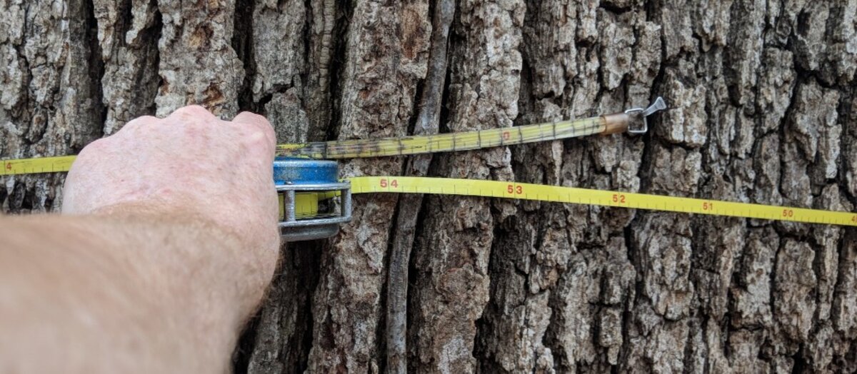 Professional forester measuring tree diameter with diameter tape for timber cruising in Virginia forest